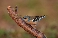 David Plant Photography - Wildlife Photographer - Chaffinch male - B